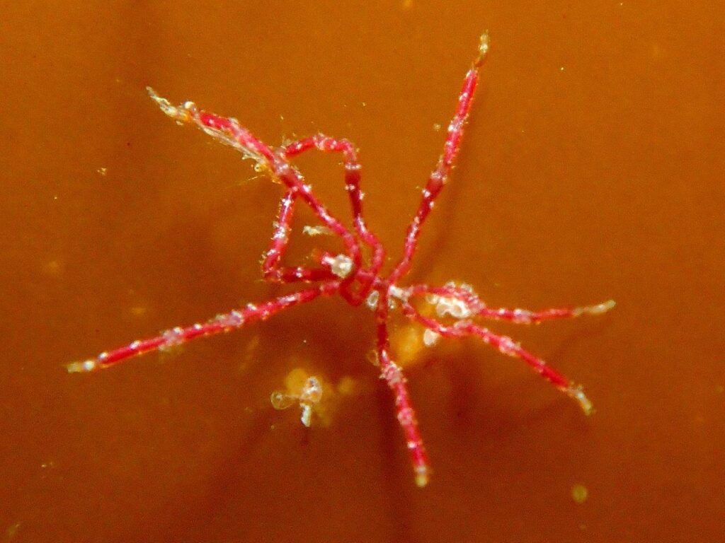 Kinlochbervie - sea spider
