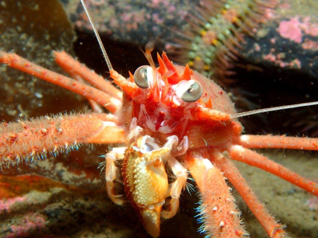 Loch Duich - squat lobster (2)