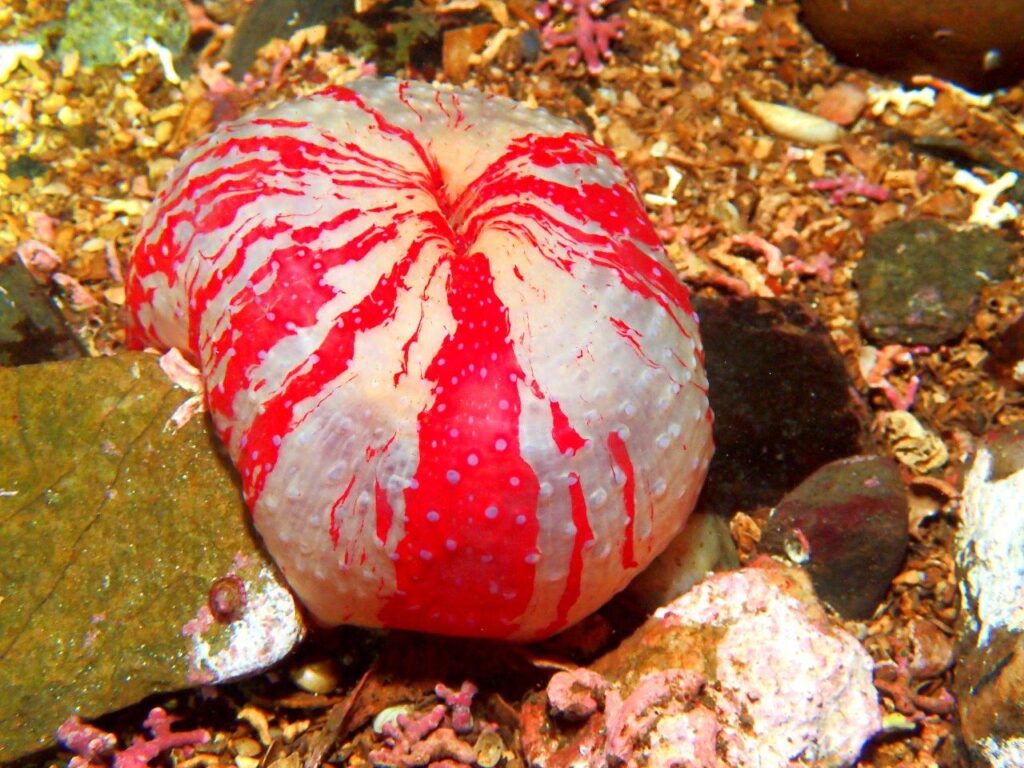Dahlia anemone